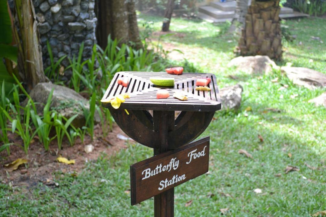 Essenstation für Schmetterlinge Nora Beach Resort & Spa