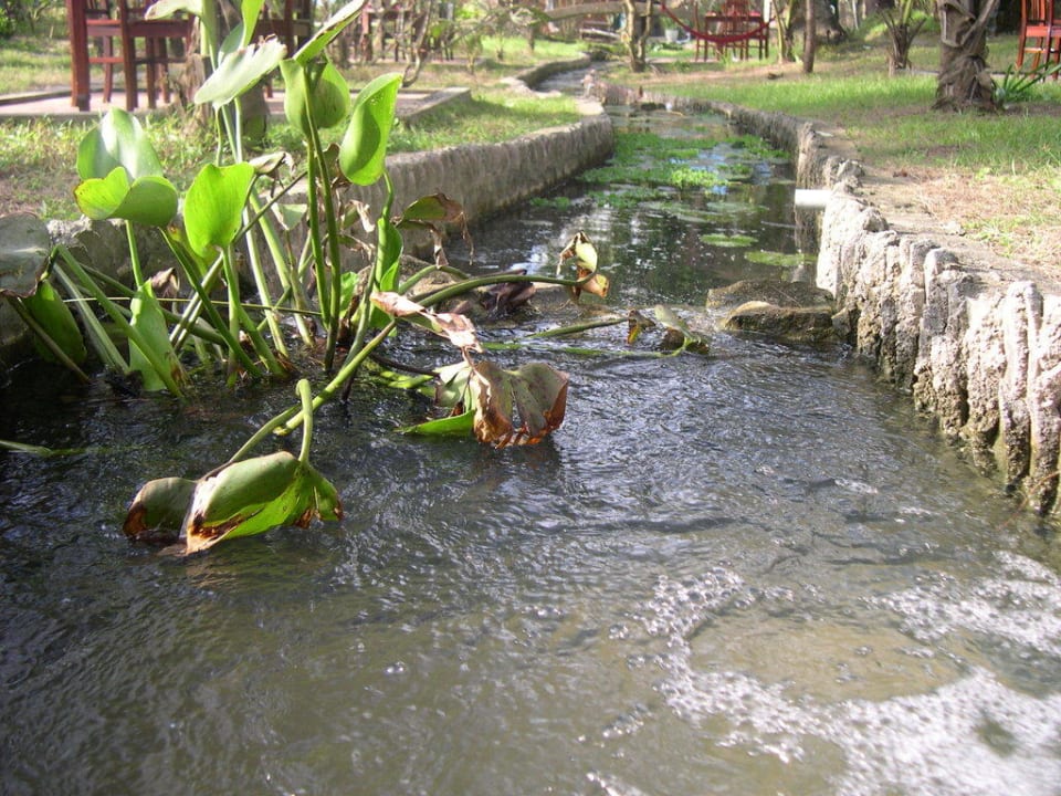 Bach mit tropischen Fischen Cassia Cottage
