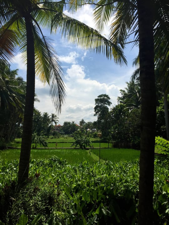 Auf die Felder The Ubud Village Resort & Spa