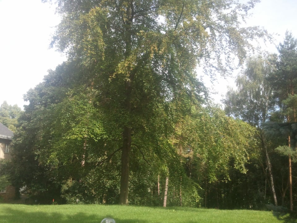 Sehr ruhig Urlaub machen Albrechtshof Gohrisch Hotel Albrechtshof
