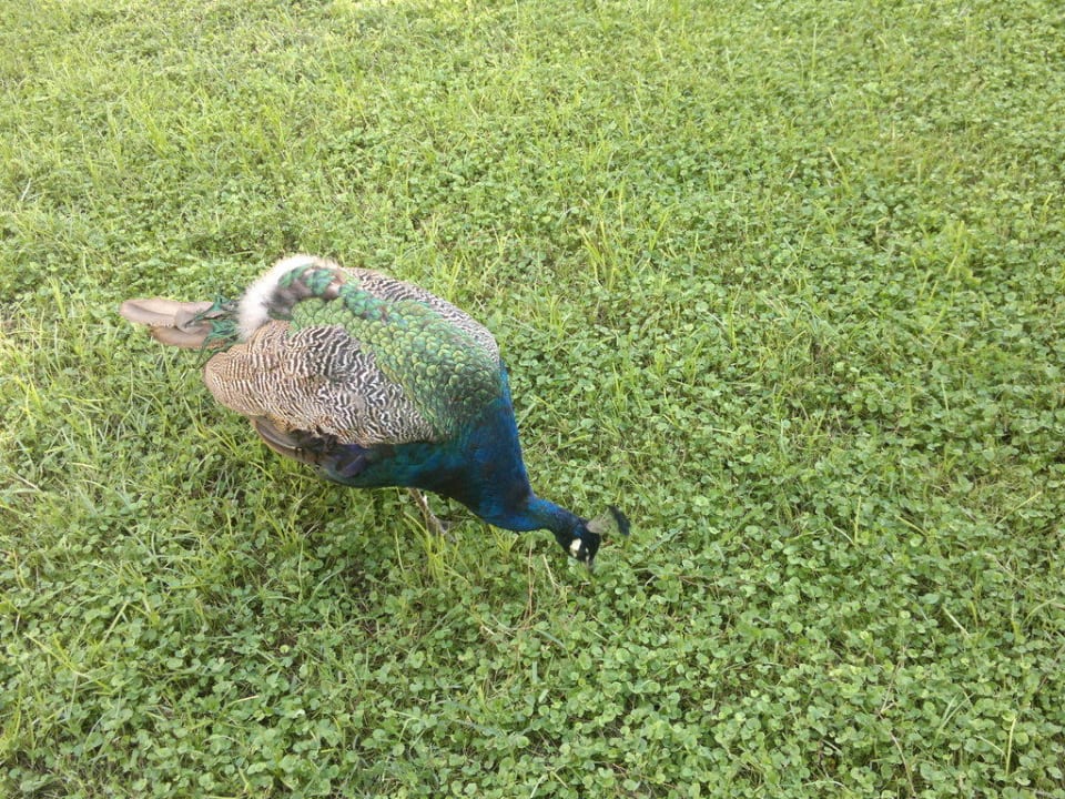 Pfau Club Sidelya Hotel