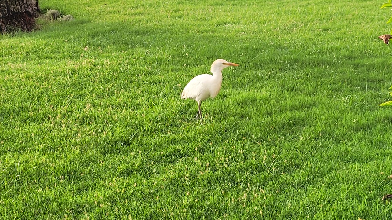 Gartenanlage Novotel Marsa Alam Beach Resort