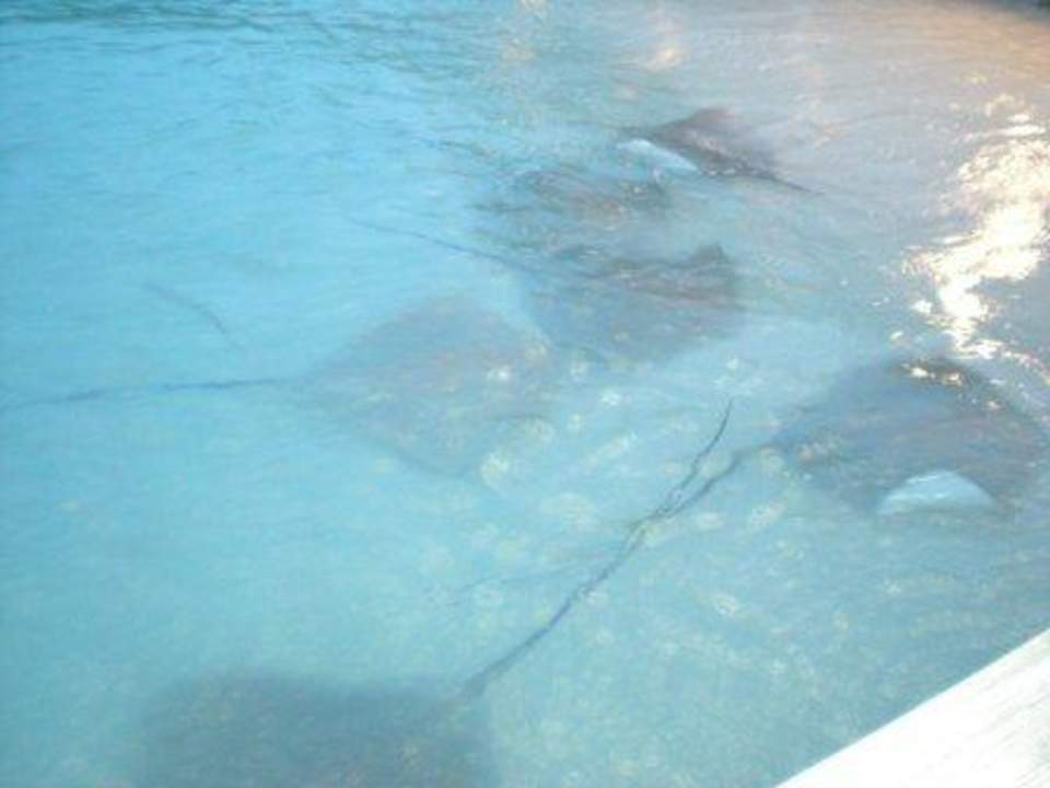 Rochenfütterung Blue Lagoon Kuramathi Maldives