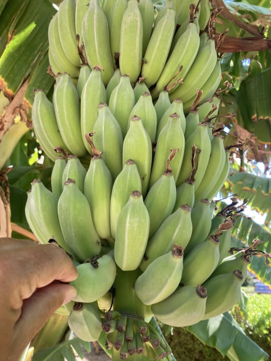 Gartenanlage Desert Rose