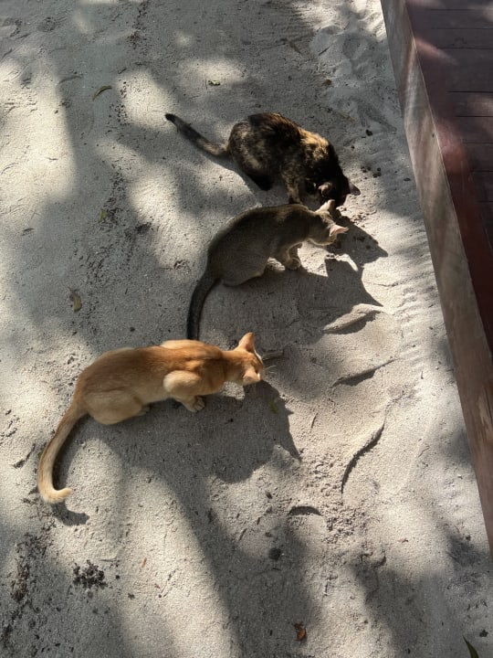 Gartenanlage Filitheyo Island Resort