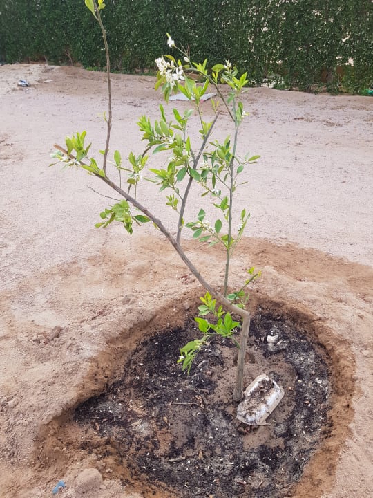 Gartenanlage Lemon & Soul Makadi Garden