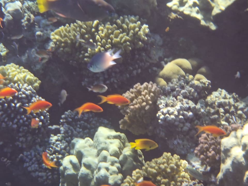 Sonstiges Grand Waterworld Makadi & Family Star Makadi