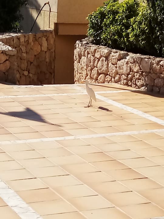 Gartenanlage SBH Hotel Taro Beach