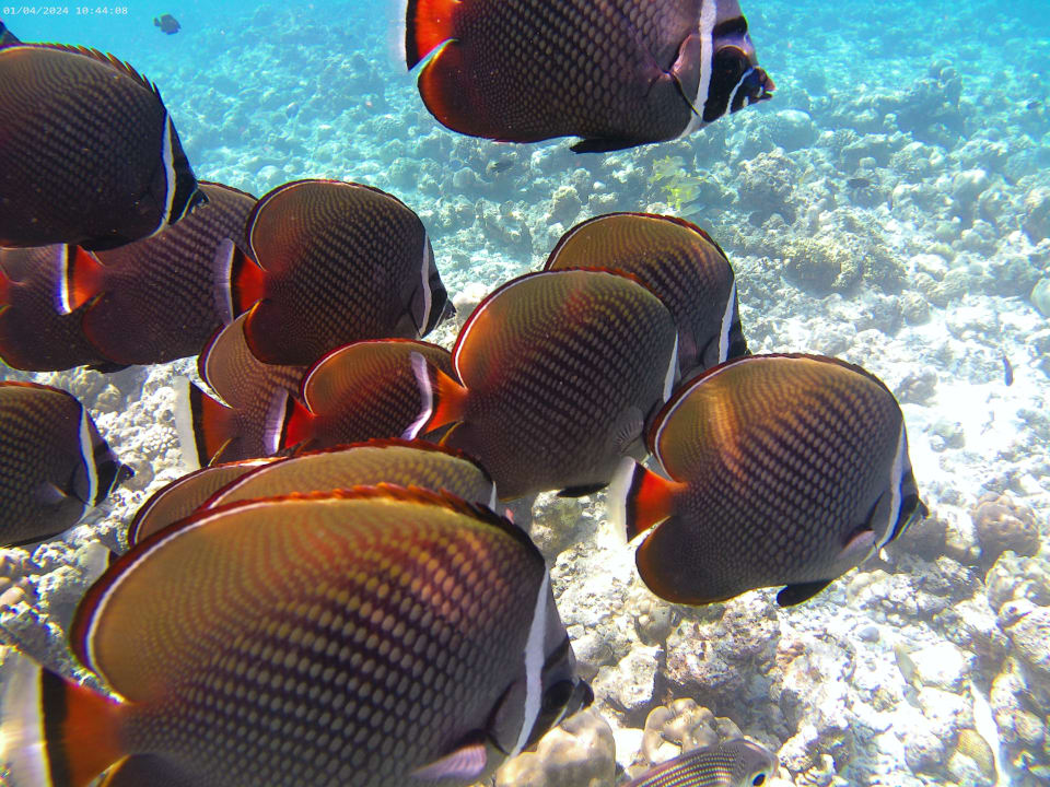 Sport & Freizeit NH Collection Maldives Reethi Resort