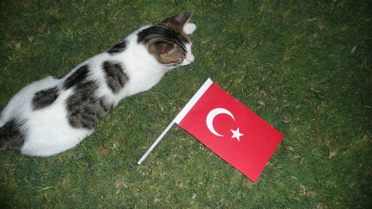 Katze im Garten Limak Lara Limak Lara Deluxe Hotel & Resort