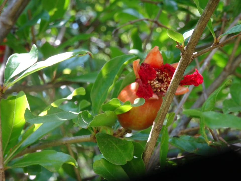 Hier entsteht ein Granatapfel TUI BLUE Seno - Adults Only