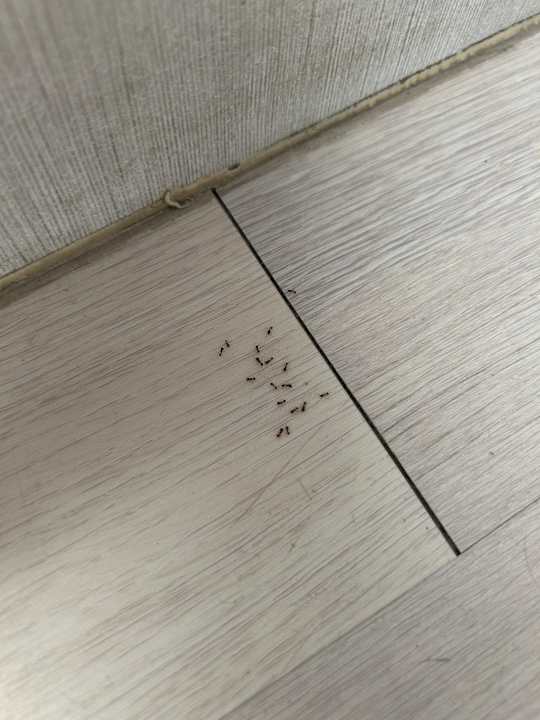 Zimmer FERGUS Style Soller Beach