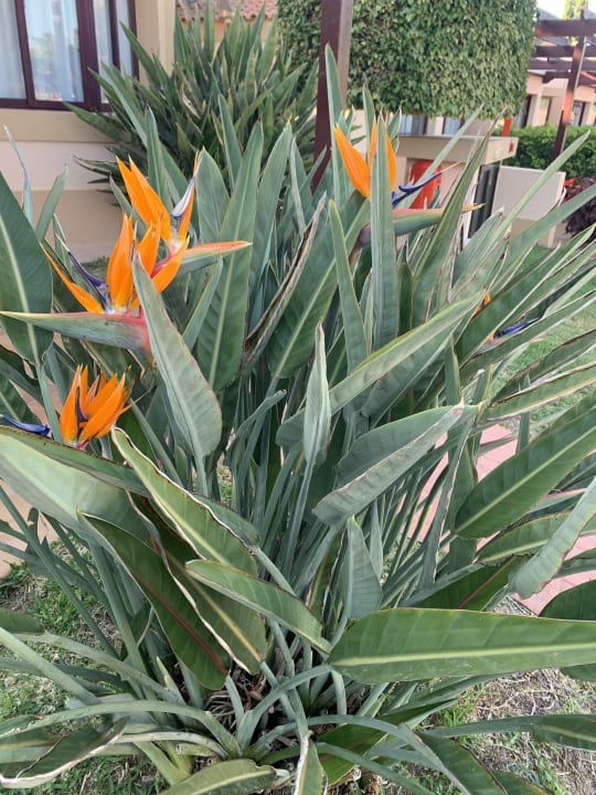 Gartenanlage allsun Hotel Esplendido