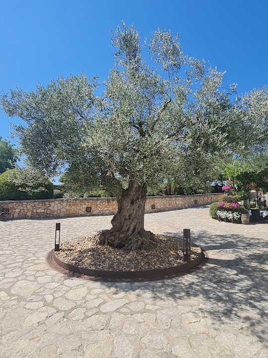 Gartenanlage Hotel Son Trobat Wellness & Spa