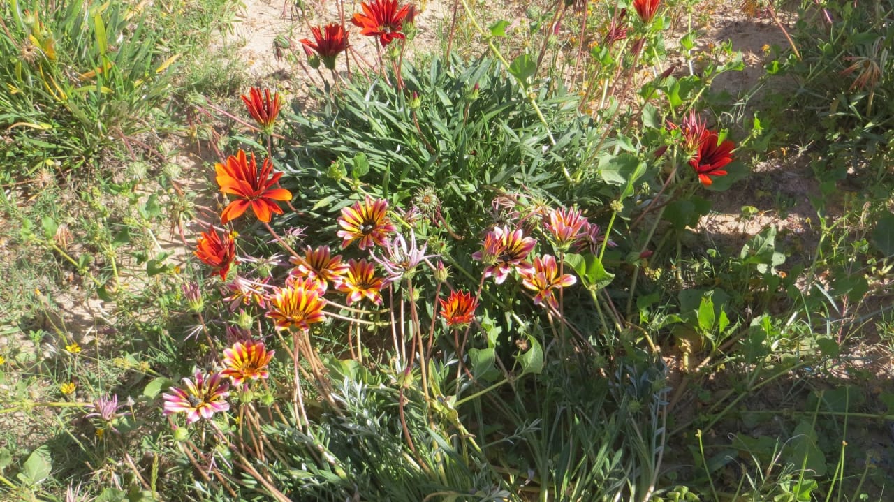 Gartenanlage Golf Beach Hotel & Spa