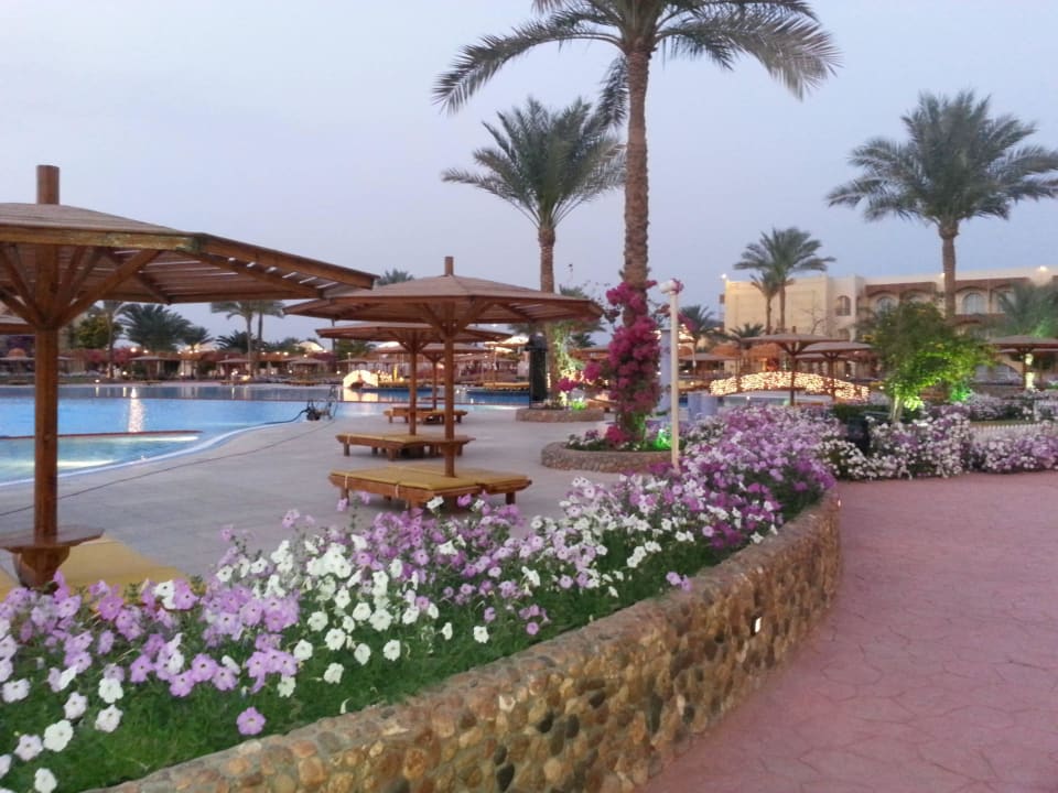 Einfach traumhaft! Desert Rose