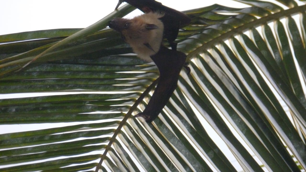 Gartenanlage Kuredu Island Resort & Spa