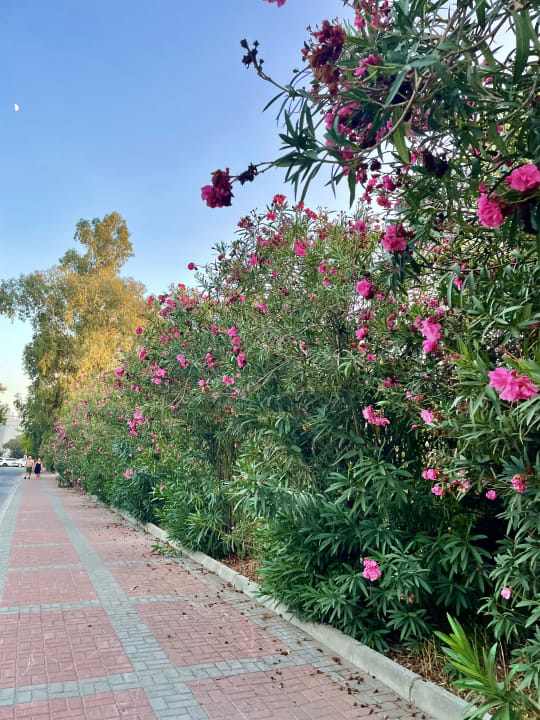 Gartenalage Asteria Collection Side