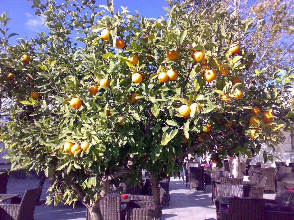 Weihnachten 2008 The Orangers Beach Resort and Bungalows