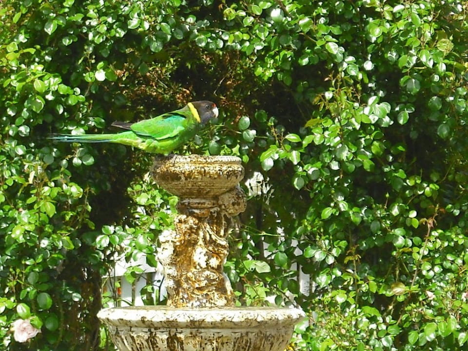 Vorgarten B&B Newberry Manor