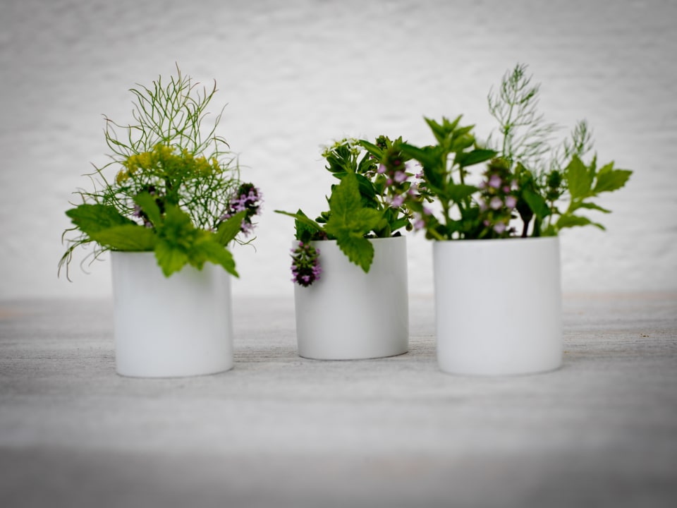 Gartenanlage Biohotel Pausnhof