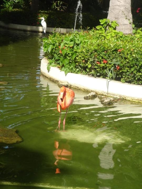 Flamingos mitten in der Gartenanlage TRS Turquesa Hotel - Adults only