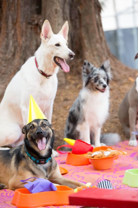 Pet Friendly Hotel Verdanza Hotel San Juan
