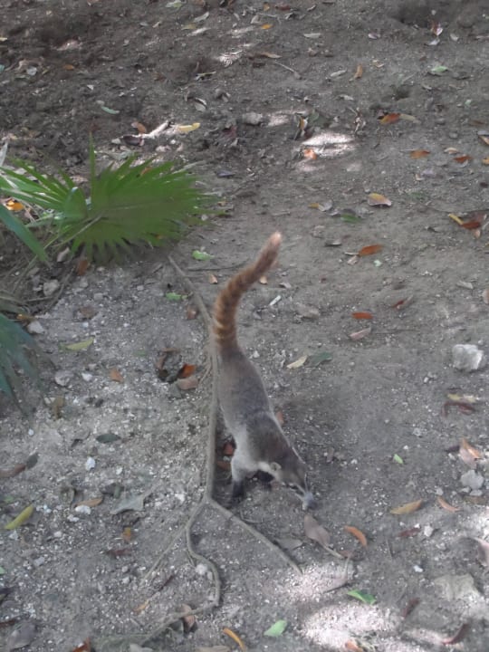 Ostronosy Hotel Riu Tequila