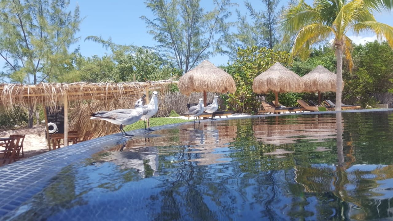 Pool Hotel Villas Flamingos