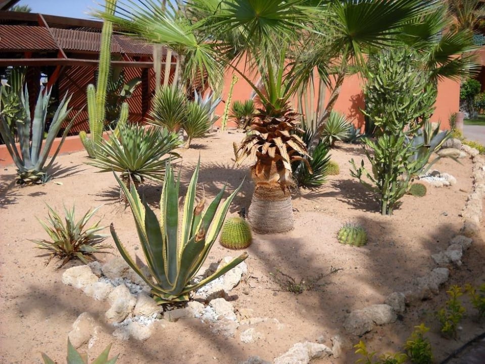 Kakteen TUI MAGIC LIFE Redsina Sharm El Sheikh