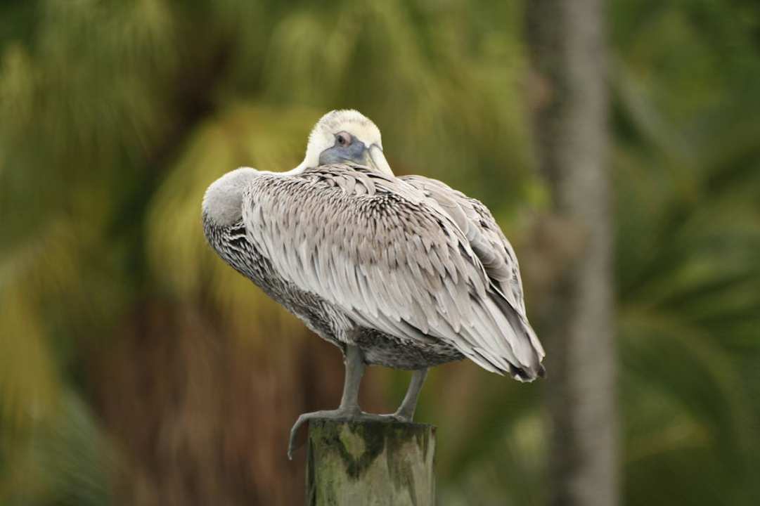 Pelikan Casa Acuario