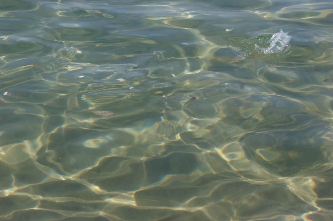 Fischfüttern am Morgen Hane Family Resort