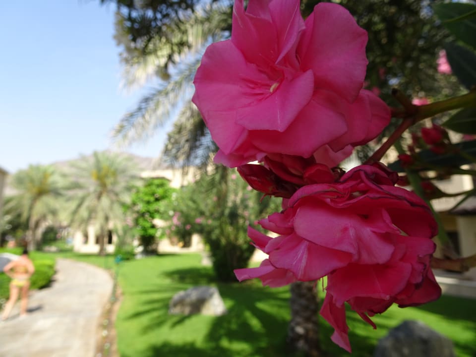 Gartenanlage Miramar Al Aqah Beach Resort