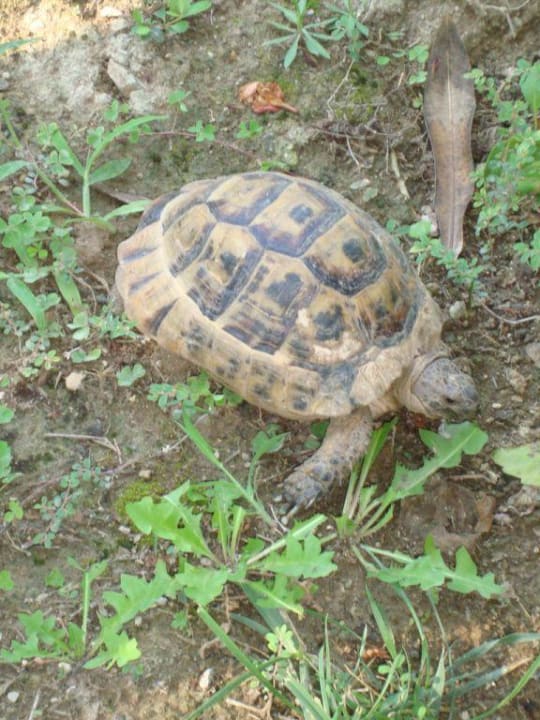 Susi die Schildkröte Hotel Defne Garden