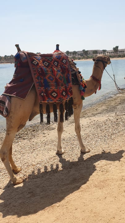 Sonstiges Steigenberger Coraya Beach - Adults only