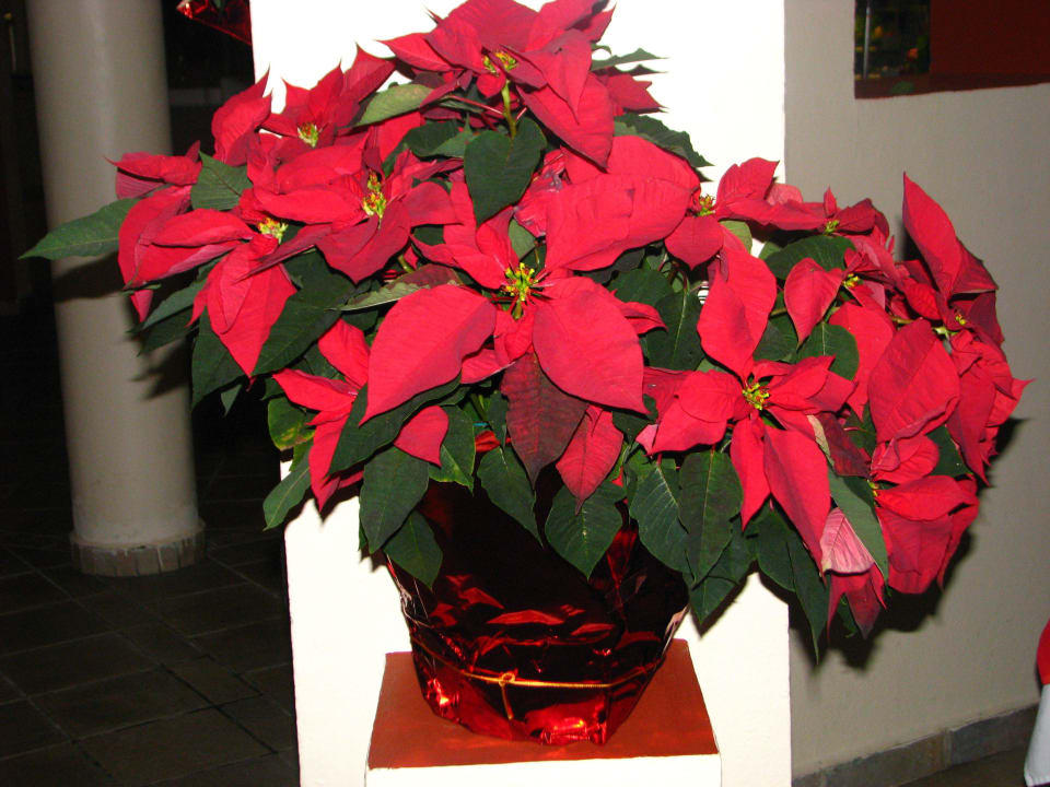 Weihnachtsstendeko Catalonia Playa Maroma