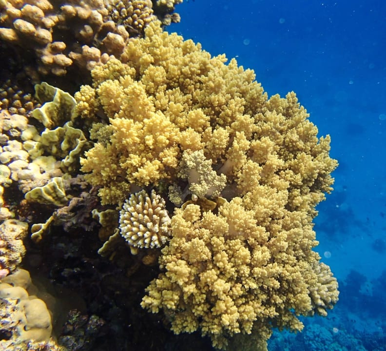 KORALLEN Hotel Gorgonia Beach Resort