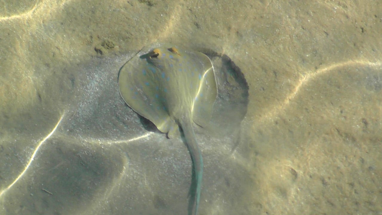 Kleiner Rochen direkt am Steg Jaz Makadi Gardens - TUI BLUE Makadi Gardens - Adults Friendly 16 Years Plus