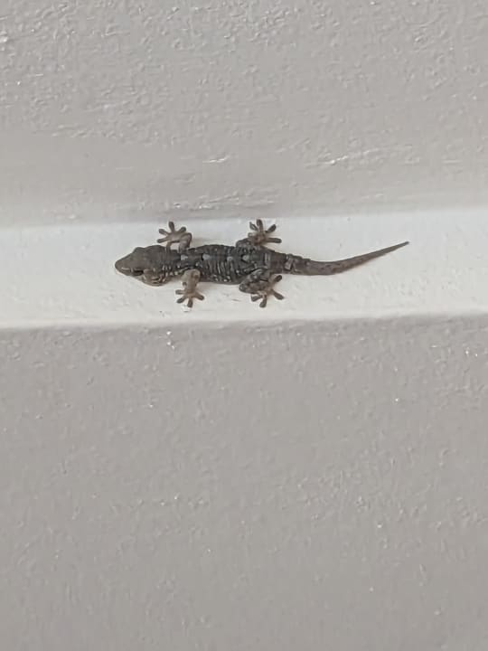 Sonstiges Tigaiga Suites