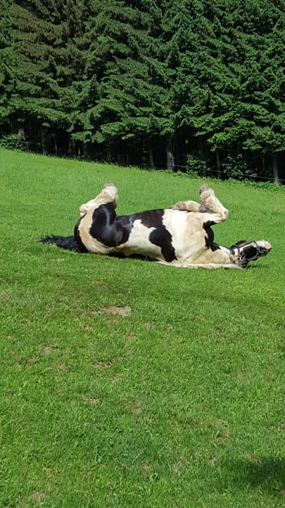 Sonstiges Tigerhill-Ranch-Norikerhof