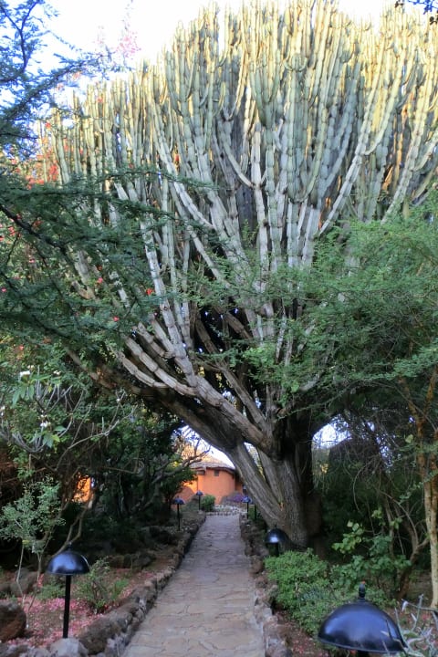 Gartenanlage Hotel Amboseli Sopa Lodge