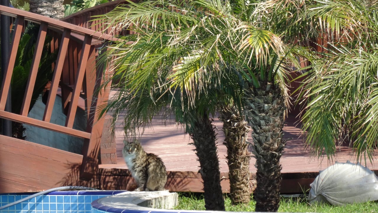 Hotelkatze Sunis Kumköy Beach Resort Hotel & Spa