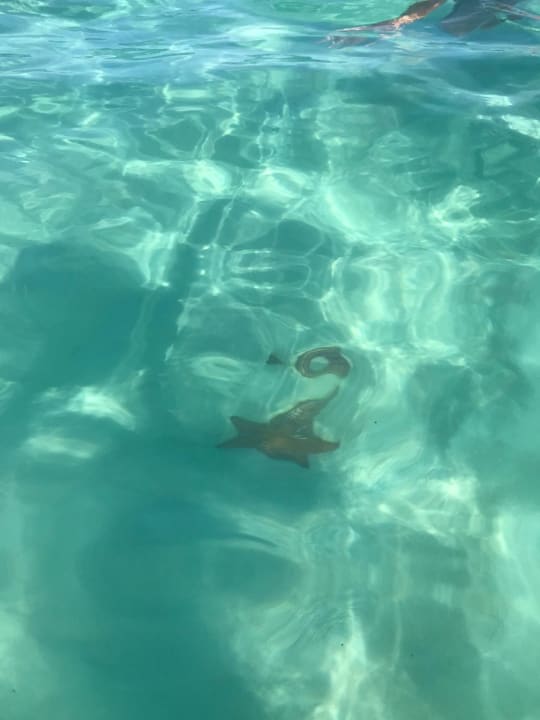 Strand Hotel Viva Dominicus Palace by Wyndham-All Inclusive Resort