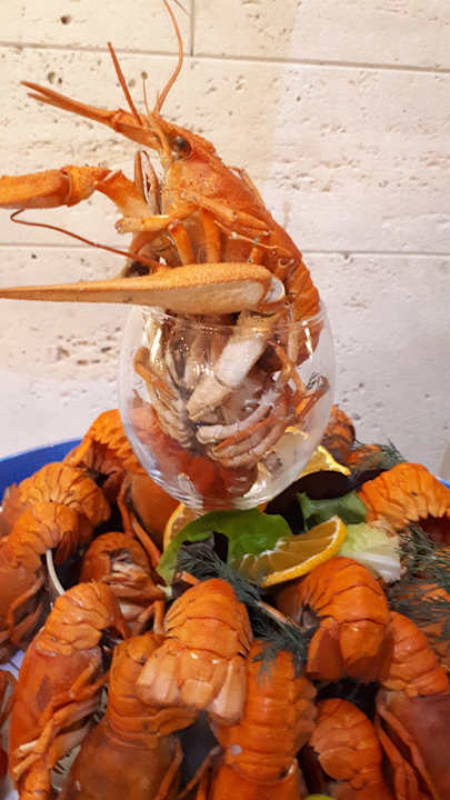 Gastro Acanthus Cennet Barut Collection