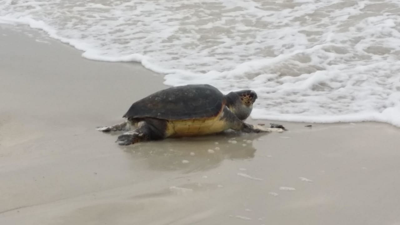 Besucher des Strandes  Hotel El Mouradi Djerba Menzel