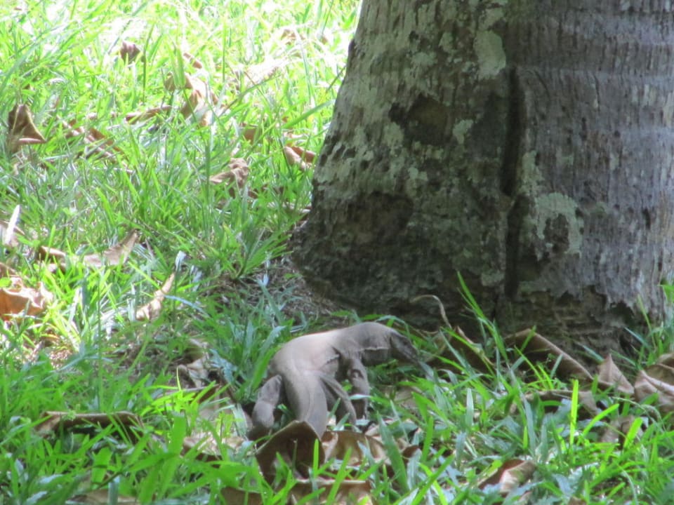 Bewohner des Palmengarten Palm Paradise Cabanas