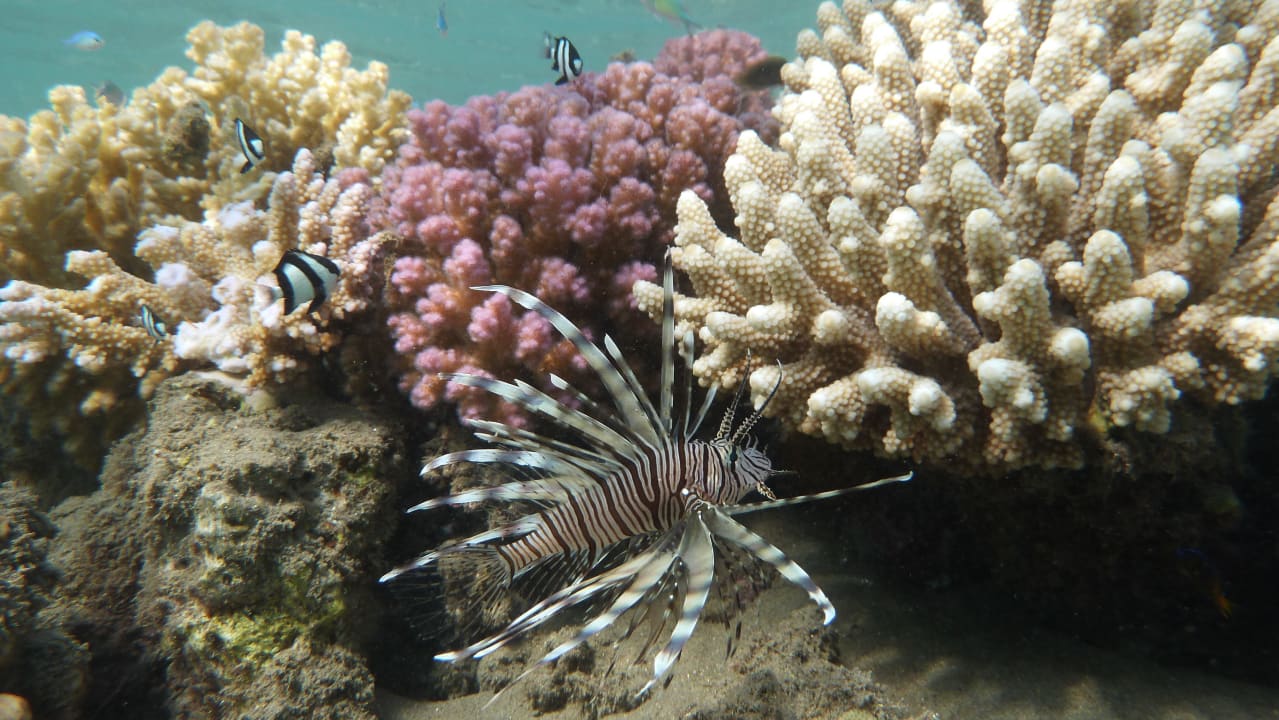 Rotfeuerfisch Lahami Bay Beach Resort