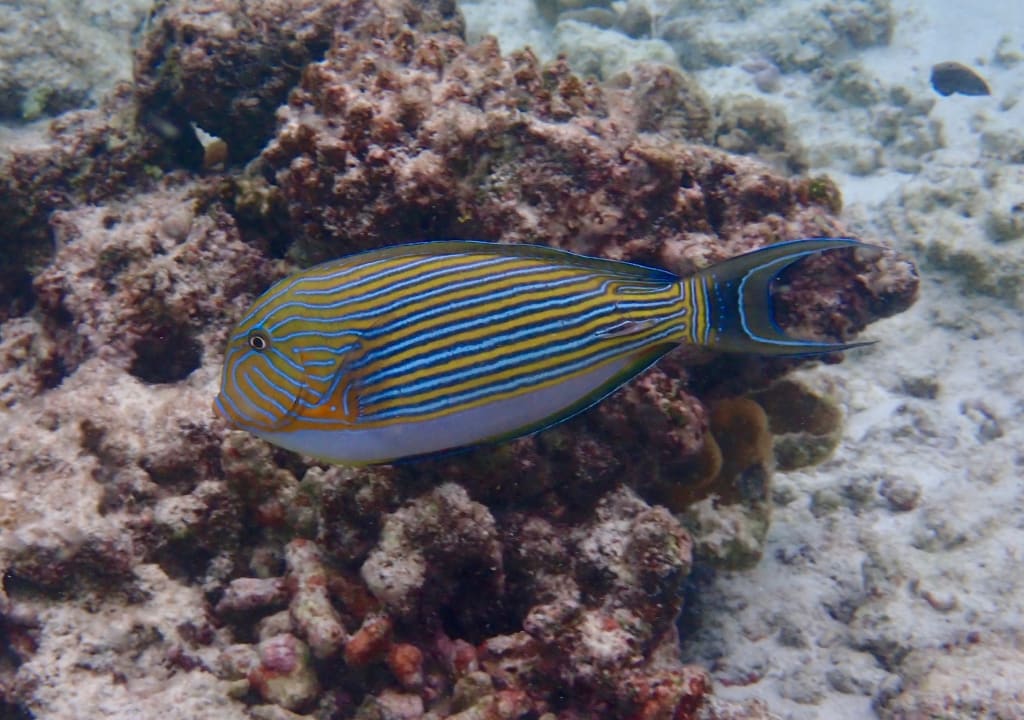 Strand NH Collection Maldives Reethi Resort