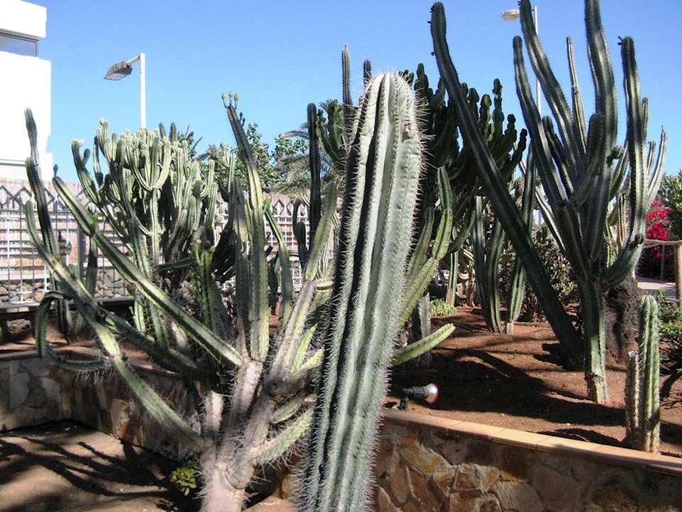 Kakteengarten vorm Hotel Hotel Europalace