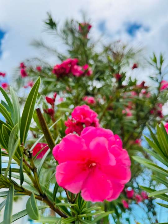 Gartenanlage OBLU SELECT Lobigili